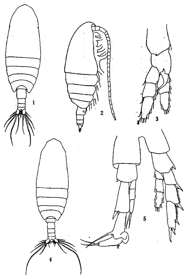Species Canthocalanus pauper - Plate 2 of morphological figures