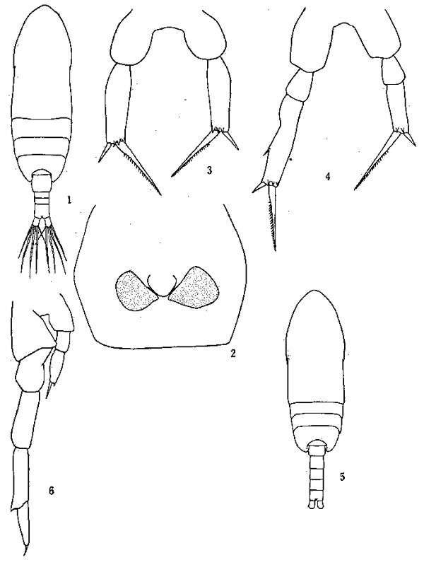 Espèce Paracalanus aculeatus - Planche 1 de figures morphologiques