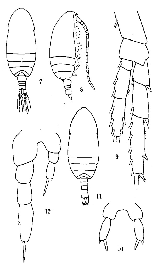 Espce Parvocalanus crassirostris - Planche 2 de figures morphologiques