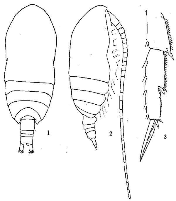 Espèce Acrocalanus longicornis - Planche 2 de figures morphologiques