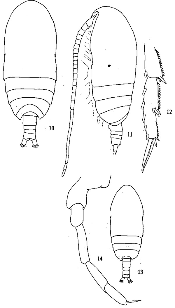 Species Acrocalanus gracilis - Plate 1 of morphological figures