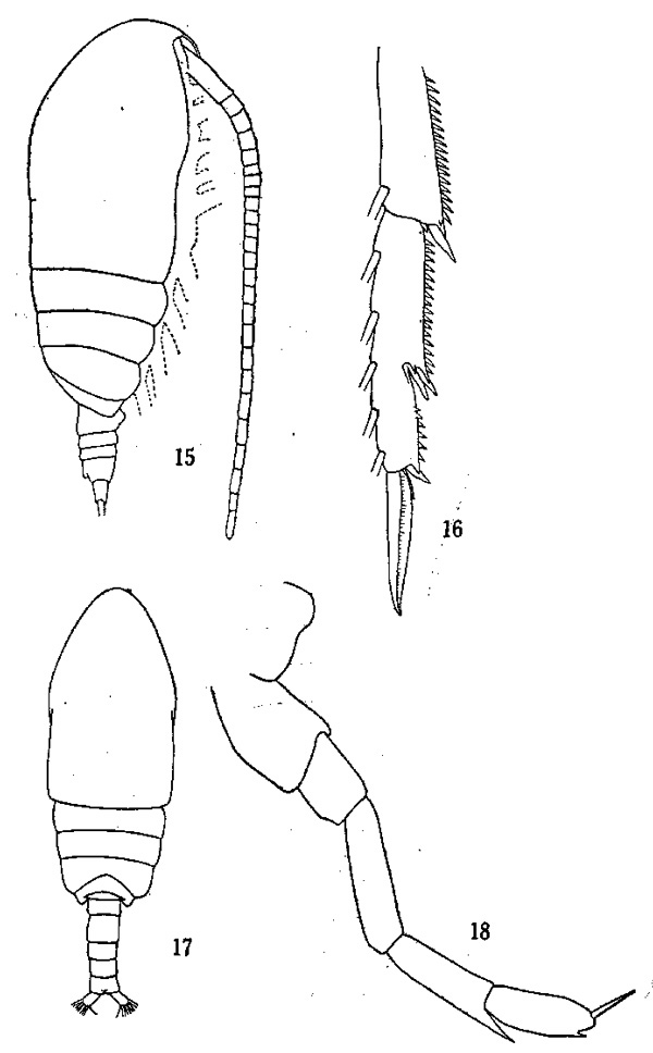 Espce Acrocalanus gibber - Planche 1 de figures morphologiques