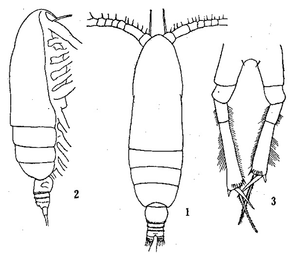 Espèce Calocalanus plumulosus - Planche 2 de figures morphologiques