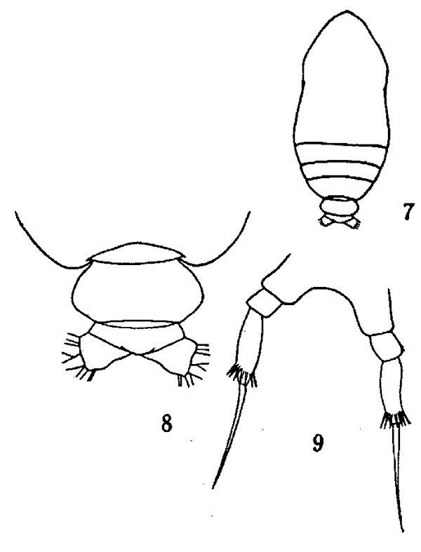 Species Calocalanus styliremis - Plate 1 of morphological figures