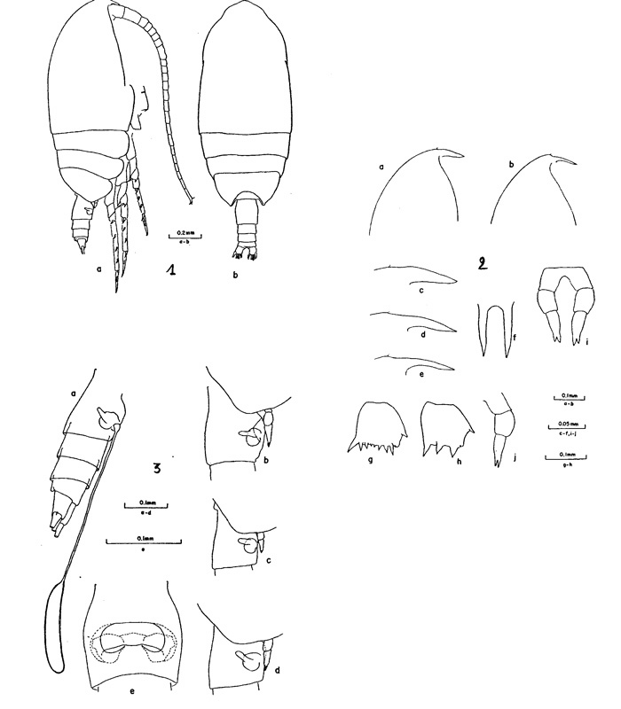 Espèce Clausocalanus mastigophorus - Planche 1 de figures morphologiques