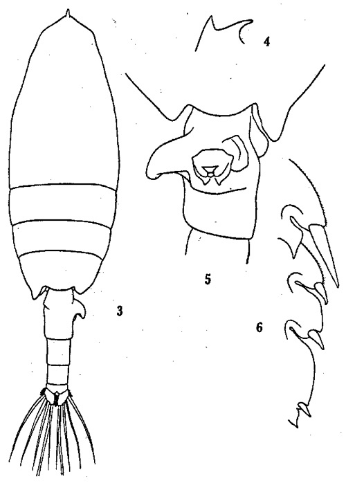 Species Euchaeta concinna - Plate 5 of morphological figures