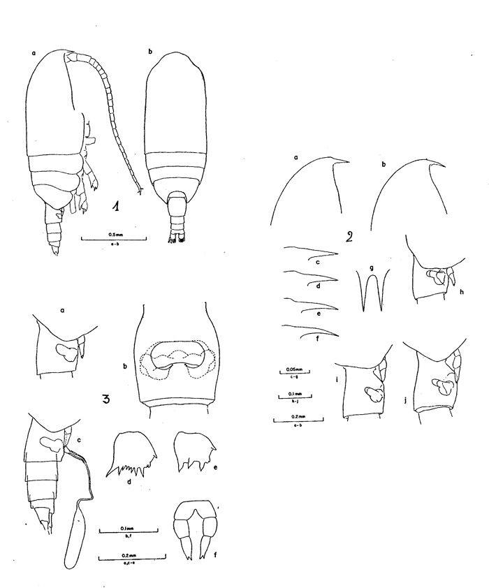 Espèce Clausocalanus lividus - Planche 1 de figures morphologiques