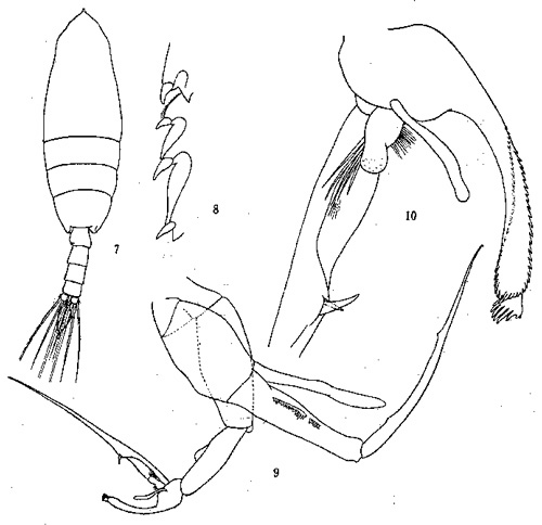 Espèce Euchaeta concinna - Planche 6 de figures morphologiques