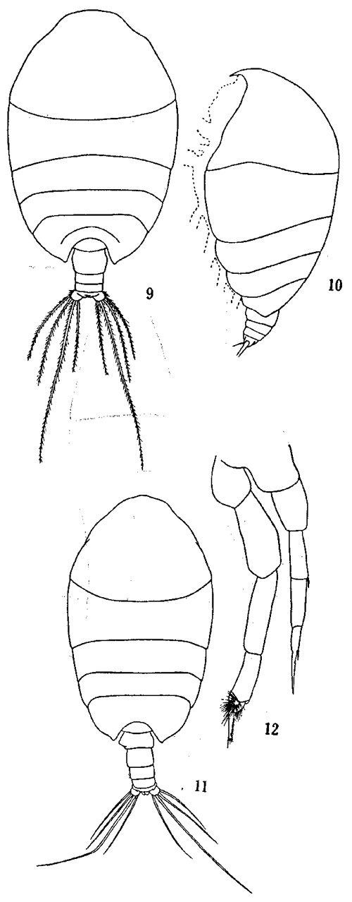 Espèce Phaenna spinifera - Planche 10 de figures morphologiques