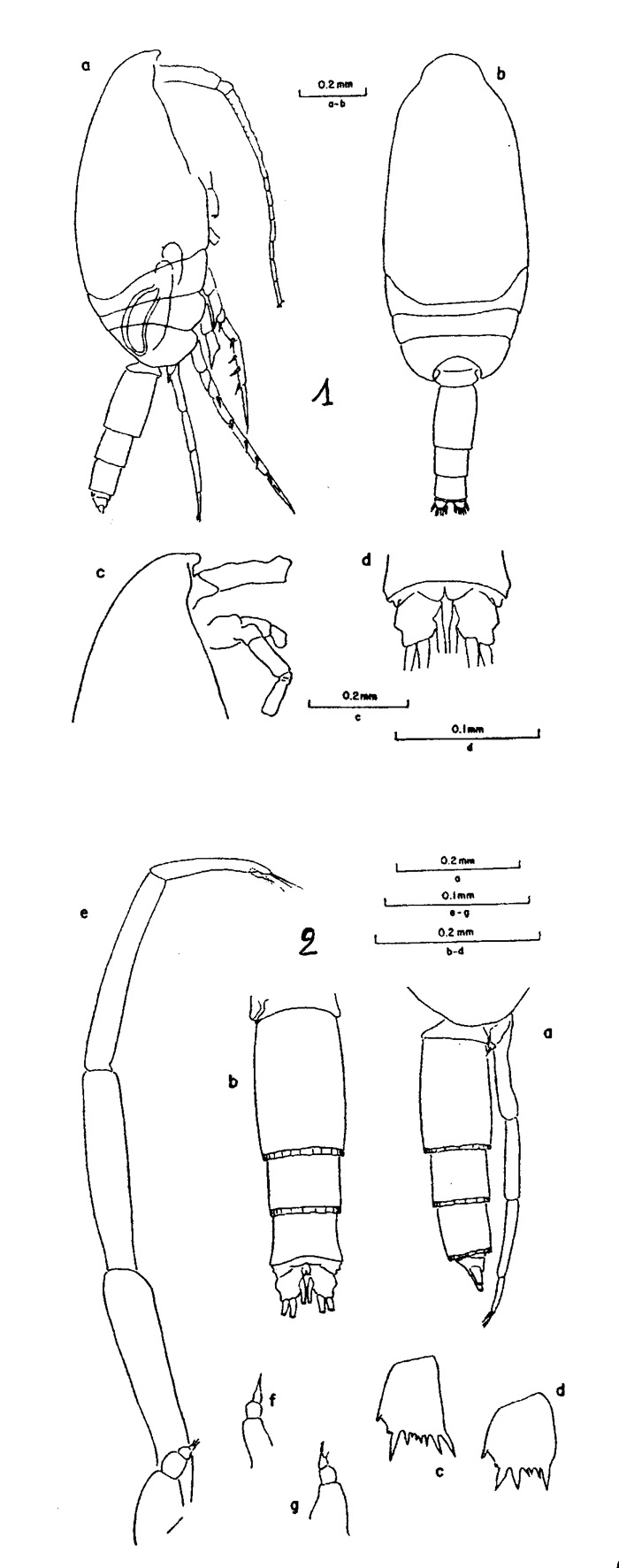 Espèce Clausocalanus lividus - Planche 2 de figures morphologiques
