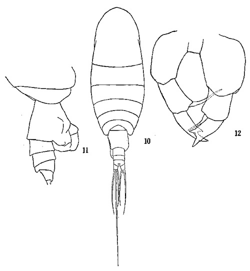 Espèce Temoropia mayumbaensis - Planche 1 de figures morphologiques
