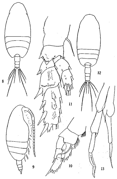 Species Scolecithricella nicobarica - Plate 1 of morphological figures