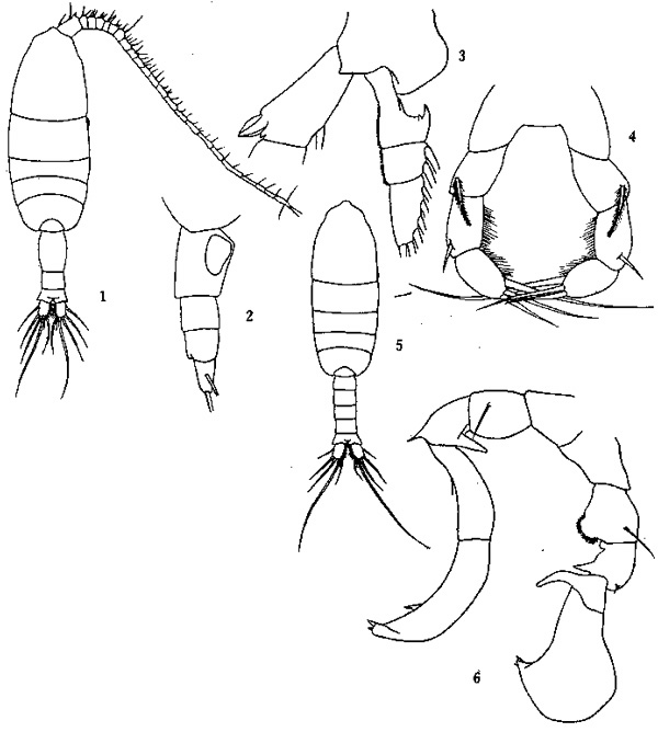 Espèce Pleuromamma robusta - Planche 4 de figures morphologiques