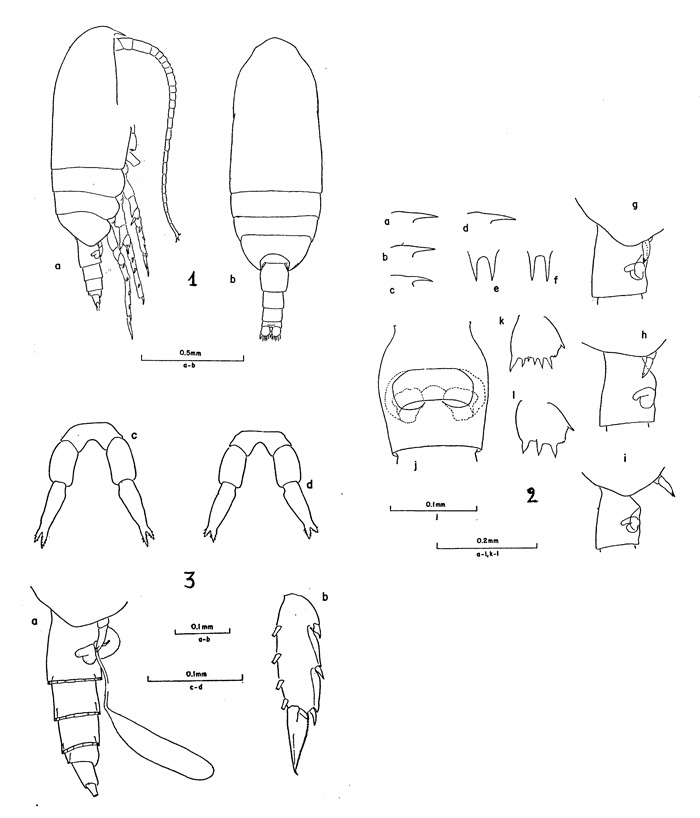 Espèce Clausocalanus arcuicornis - Planche 1 de figures morphologiques