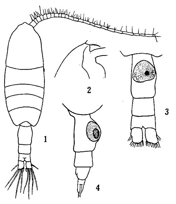 Espce Pleuromamma gracilis - Planche 2 de figures morphologiques