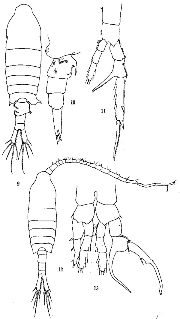 Species Centropages abdominalis - Plate 3 of morphological figures