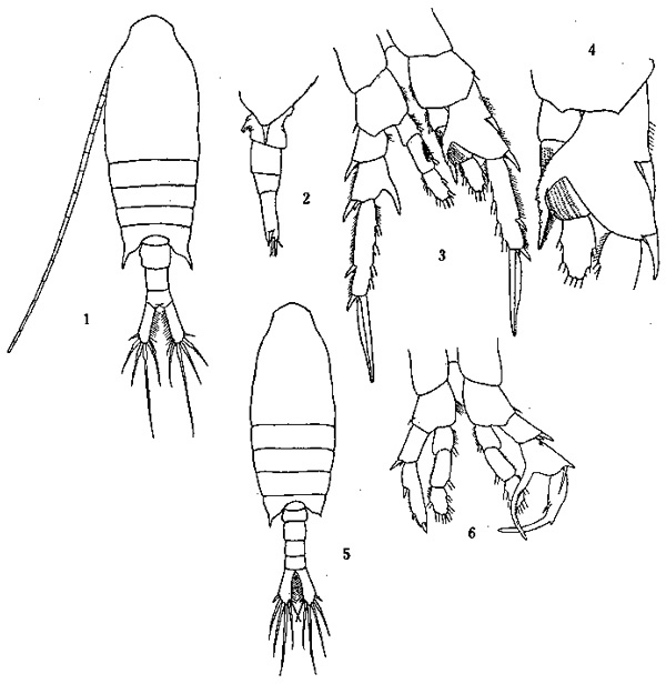 Espèce Centropages tenuiremis - Planche 3 de figures morphologiques