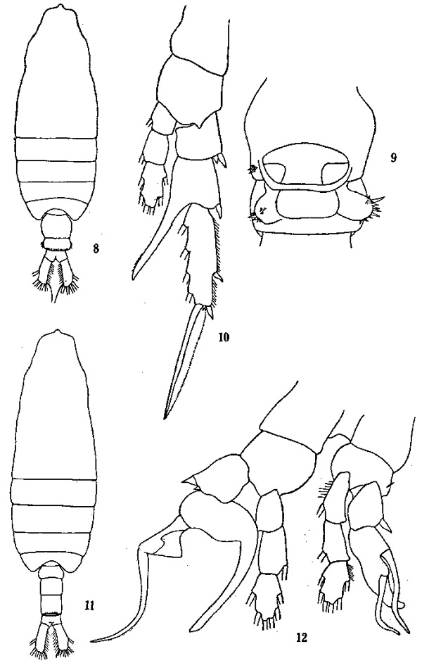 Espèce Centropages gracilis - Planche 6 de figures morphologiques