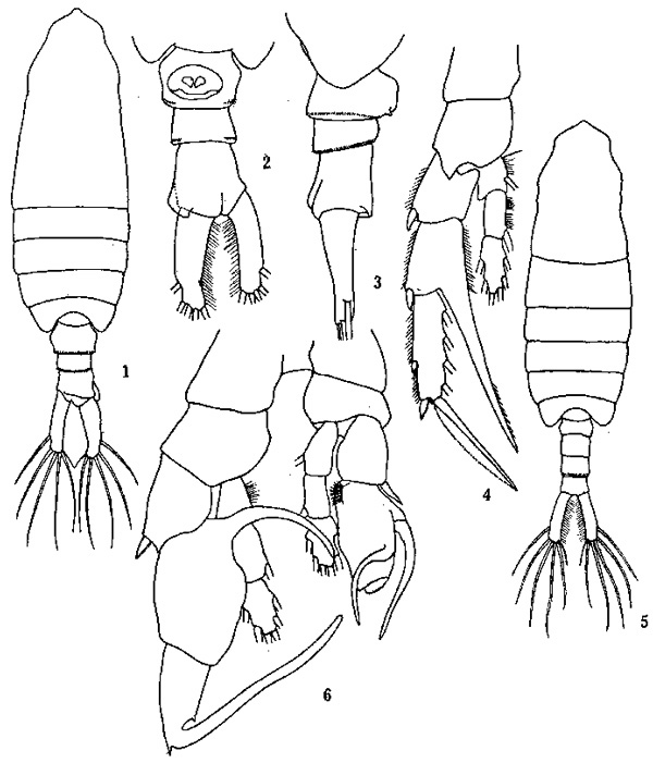 Species Centropages calaninus - Plate 5 of morphological figures