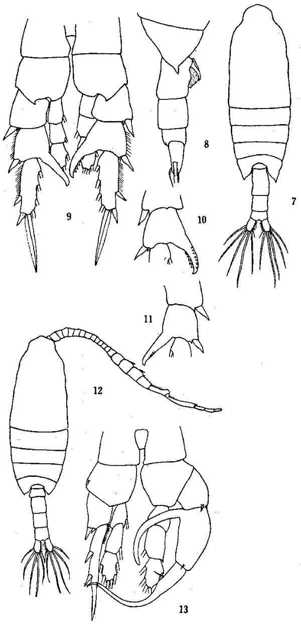 Espce Centropages orsinii - Planche 3 de figures morphologiques