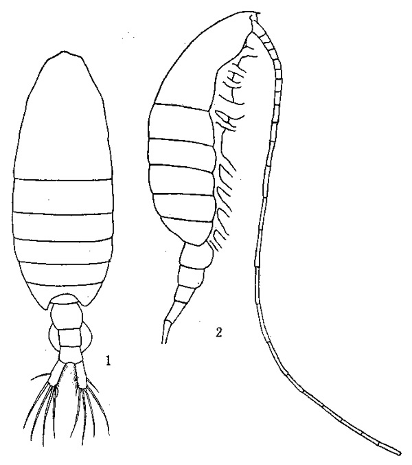 Species Centropages longicornis - Plate 3 of morphological figures