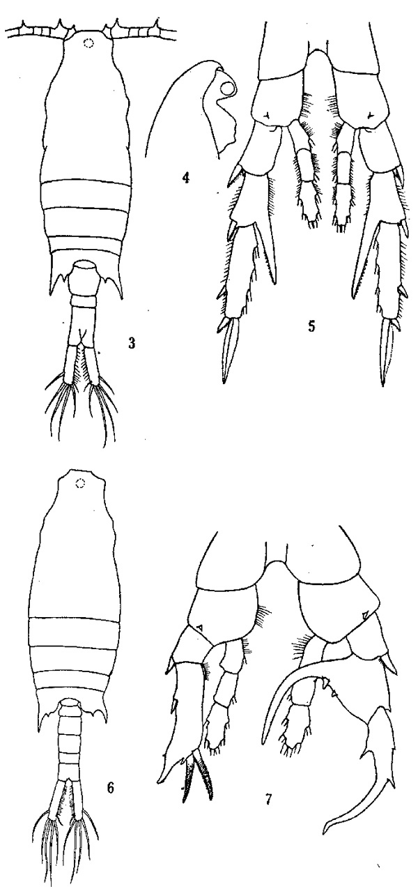 Species Centropages furcatus - Plate 5 of morphological figures
