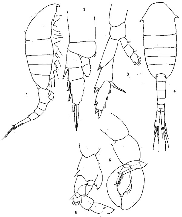Espèce Lucicutia clausi - Planche 8 de figures morphologiques