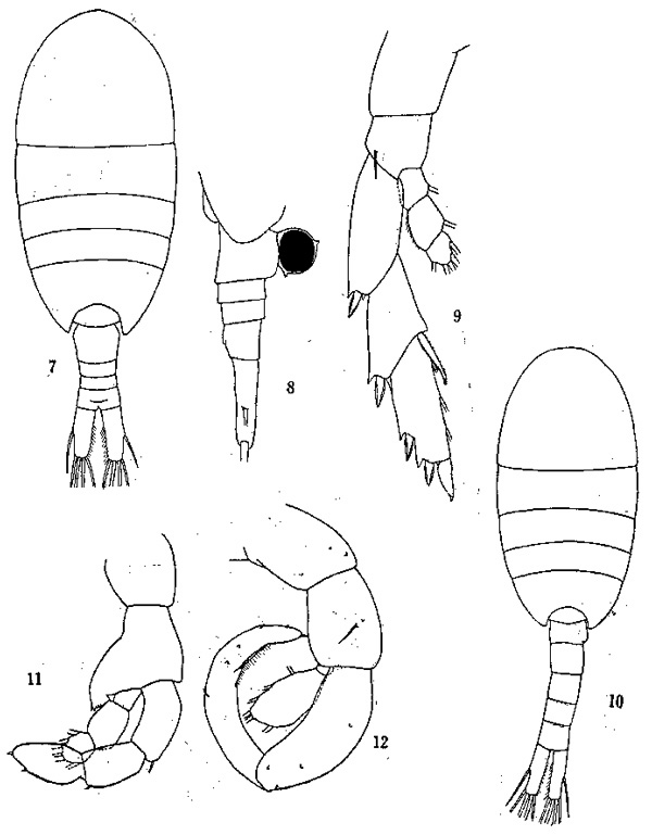 Espèce Lucicutia gaussae - Planche 2 de figures morphologiques