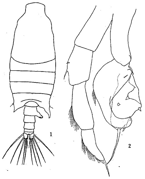 Espèce Candacia pachydactyla - Planche 4 de figures morphologiques