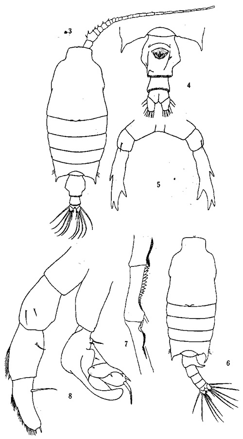 Species Candacia curta - Plate 2 of morphological figures