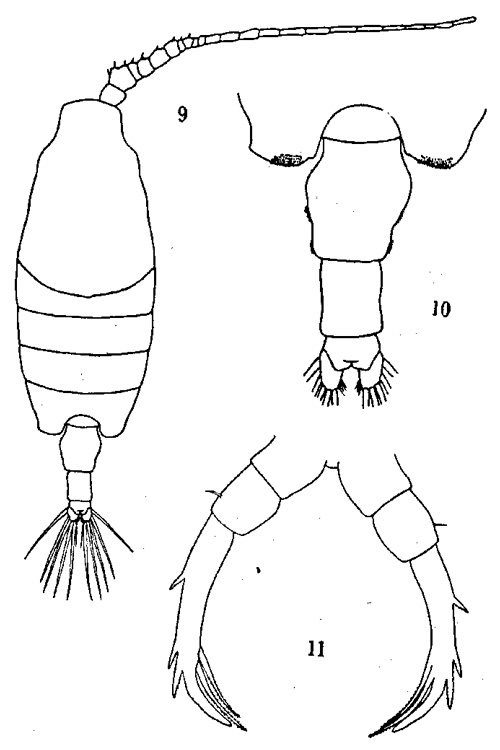 Espce Candacia truncata - Planche 4 de figures morphologiques
