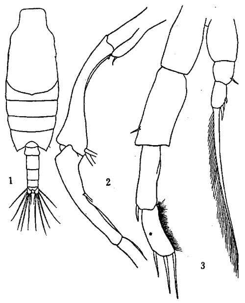Species Candacia truncata - Plate 3 of morphological figures