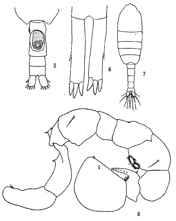 Espèce Pleuromamma piseki - Planche 2 de figures morphologiques