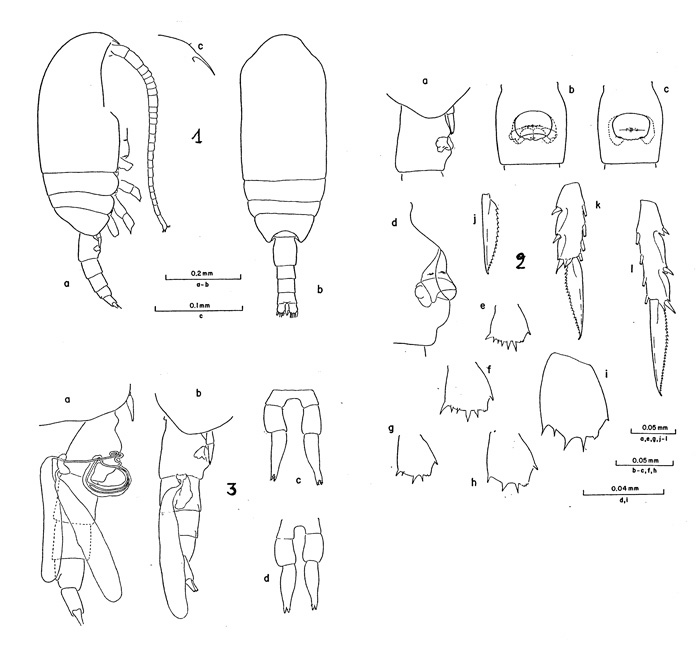 Espèce Clausocalanus paululus - Planche 1 de figures morphologiques