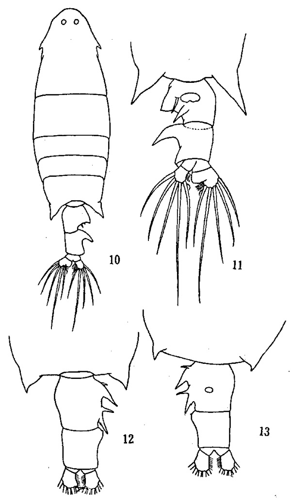 Espèce Labidocera rotunda - Planche 2 de figures morphologiques