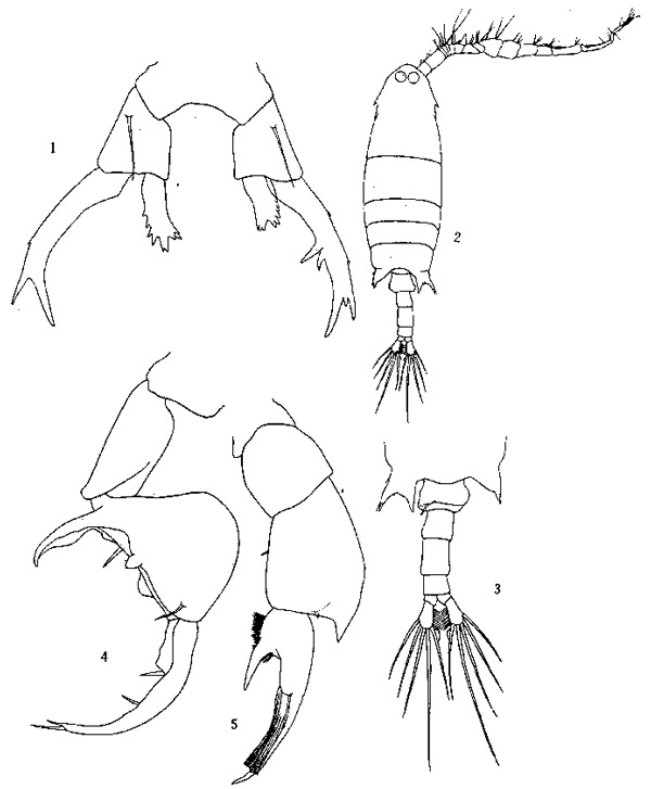 Espèce Labidocera rotunda - Planche 3 de figures morphologiques