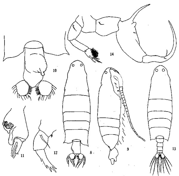 Species Labidocera sinilobata - Plate 1 of morphological figures