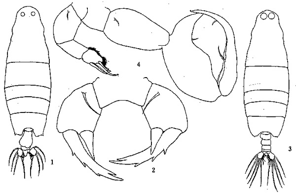 Espce Labidocera detruncata - Planche 1 de figures morphologiques