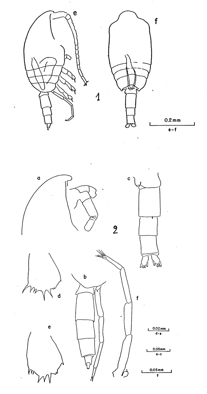 Espèce Clausocalanus paululus - Planche 2 de figures morphologiques
