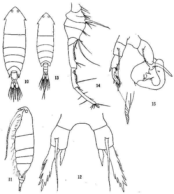 Species Pontella chierchiae - Plate 3 of morphological figures
