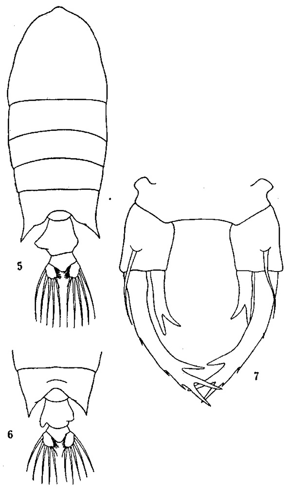 Species Pontellopsis regalis - Plate 6 of morphological figures