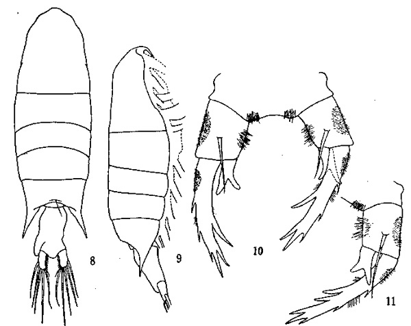 Espèce Pontellopsis villosa - Planche 7 de figures morphologiques