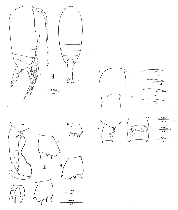 Espce Clausocalanus laticeps - Planche 1 de figures morphologiques