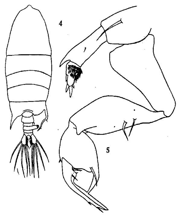 Species Pontellopsis armata - Plate 1 of morphological figures