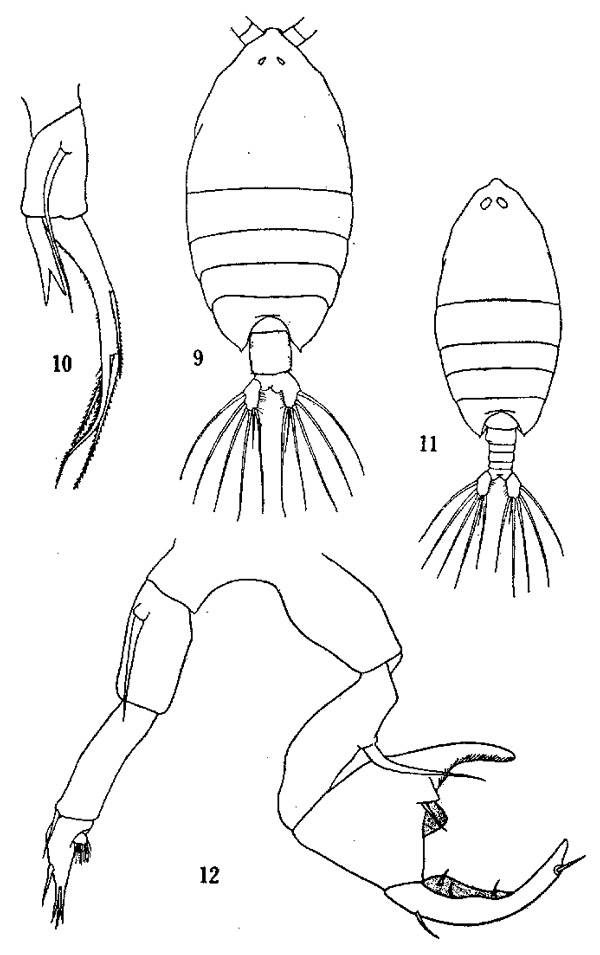 Espèce Pontellina plumata - Planche 3 de figures morphologiques