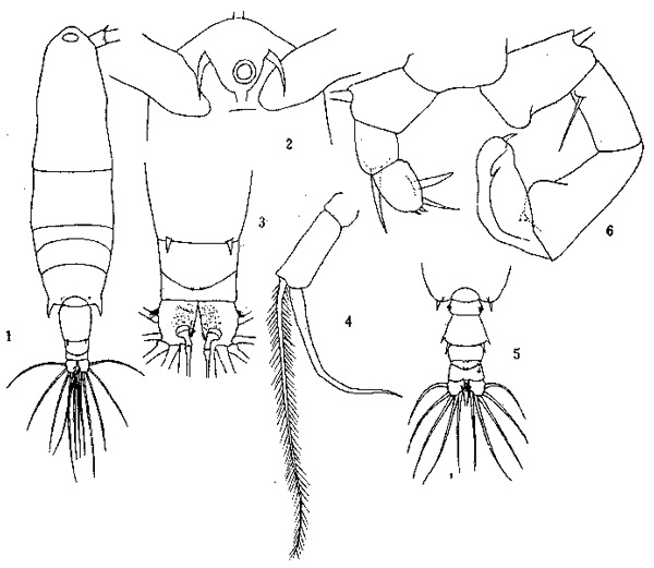 Espce Acartia (Odontacartia) erythraea - Planche 1 de figures morphologiques