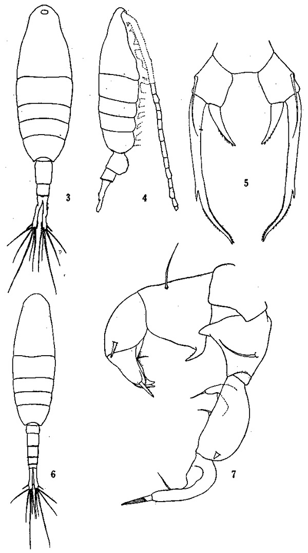 Espèce Acartiella sinensis - Planche 1 de figures morphologiques