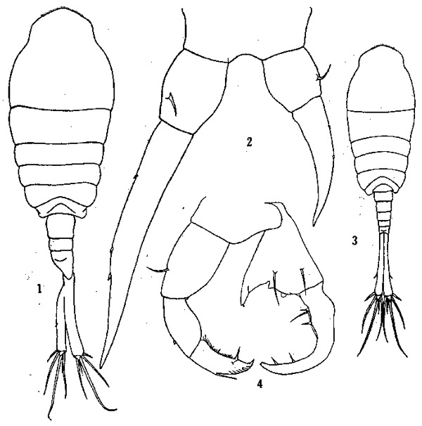 Species Tortanus (Tortanus) forcipatus - Plate 1 of morphological figures