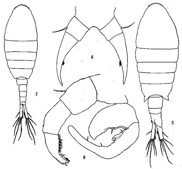 Species Tortanus (Eutortanus) vermiculus - Plate 1 of morphological figures