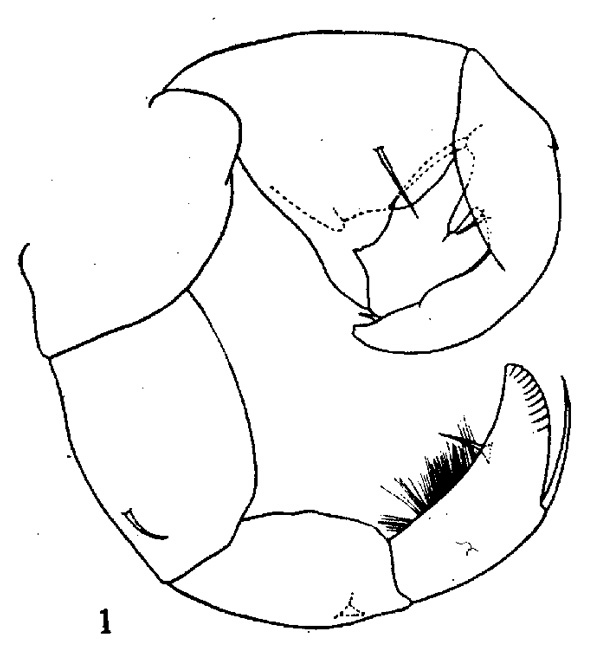 Espèce Tortanus (Tortanus) gracilis - Planche 2 de figures morphologiques
